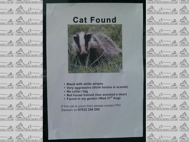 Cat Found